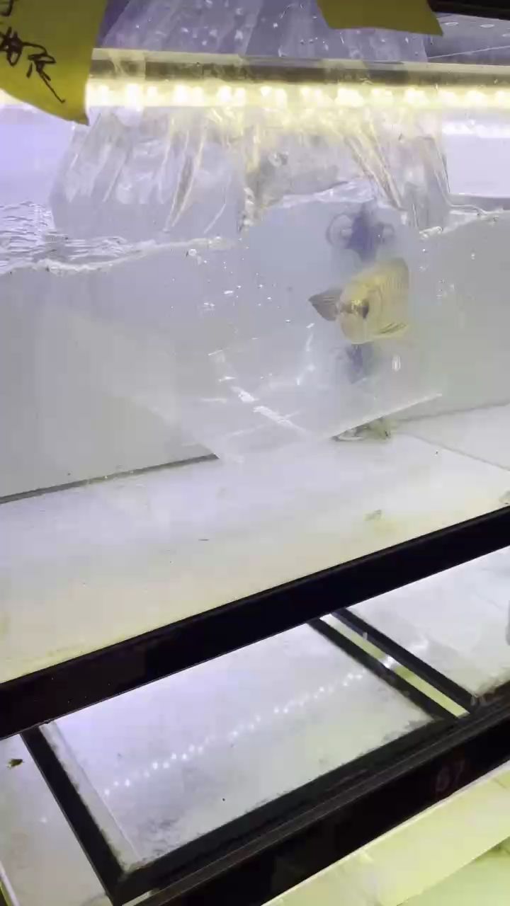 給我吉林大哥打包了一條。全金頭過背金龍3