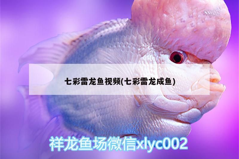 七彩雷龍魚視頻(七彩雷龍成魚)