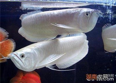 好的銀龍魚價格多少錢一條