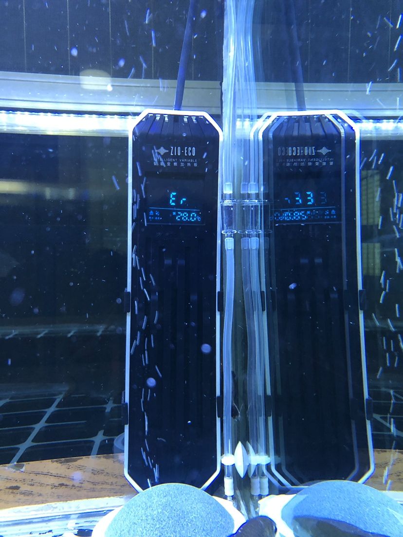 江門水族館老魚匠什么錢都敢賺？