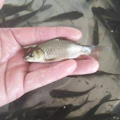 鯉魚苗多少錢一斤（紅鯉/觀賞品種、地區和采購量等因素差異大）