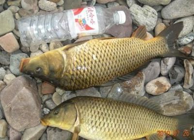 鯉魚苗多少錢一斤（紅鯉/觀賞品種、地區和采購量等因素差異大）