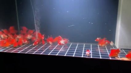 平頂山可麗愛魚缸專賣店，打造您的水族樂園
