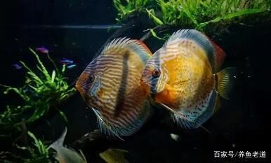 觀賞魚喂紅蟲好嗎（喂食紅蟲是否適合喂食紅蟲，需要考慮以下幾個因素）