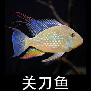呼倫貝爾可麗愛魚缸專賣店：呼倫貝爾可麗愛魚缸專賣店，打造您的水族藝術殿堂
