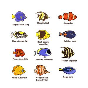 觀賞魚扁平方形叫什么魚（扁平方形的觀賞魚扁平方形的觀賞魚有哪些種類） 觀賞魚扁平方形叫什么魚（扁平方形的觀賞魚扁平方形的觀賞魚有哪些種類） 泗水龍魚 第2張
