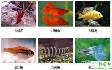 觀賞魚扁平方形叫什么魚（扁平方形的觀賞魚扁平方形的觀賞魚有哪些種類） 觀賞魚扁平方形叫什么魚（扁平方形的觀賞魚扁平方形的觀賞魚有哪些種類） 泗水龍魚 第3張