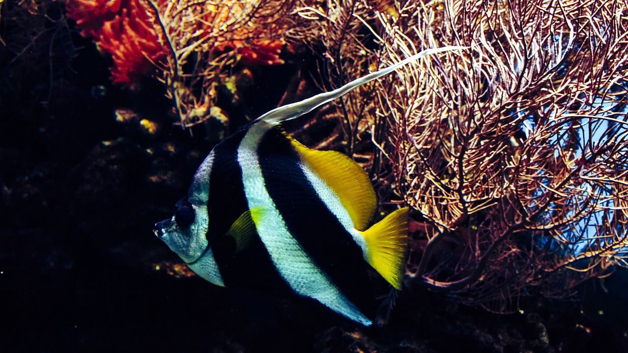 農村自建房魚缸擺放位置圖片（農村魚缸的擺放位置示意圖）