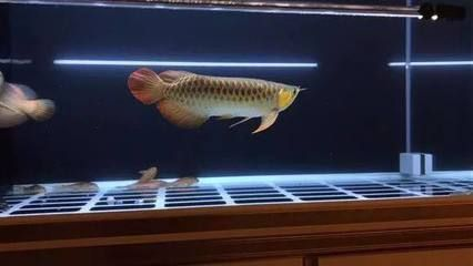 過背金龍魚一年可以長多大的魚：過背金龍魚一年內(nèi)可以長多大
