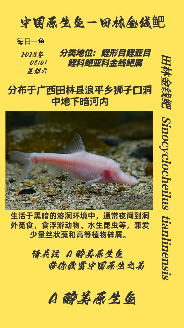 田林金線鲃