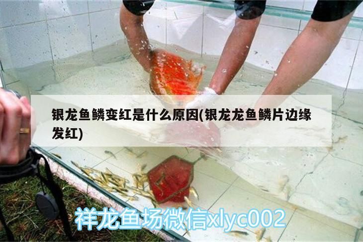 銀龍魚(yú)鱗變紅是什么原因(銀龍龍魚(yú)鱗片邊緣發(fā)紅)