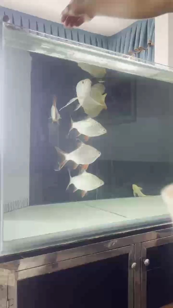 抬頭