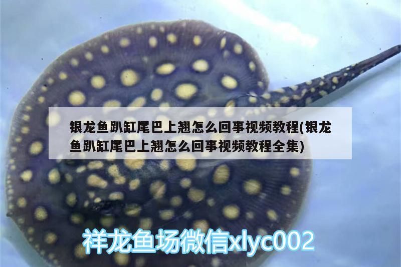 銀龍魚趴缸尾巴上翹怎么回事視頻教程(銀龍魚趴缸尾巴上翹怎么回事視頻教程全集) 銀龍魚趴缸尾巴上翹怎么回事視頻教程(銀龍魚趴缸尾巴上翹怎么回事視頻教程全集) 銀龍魚百科