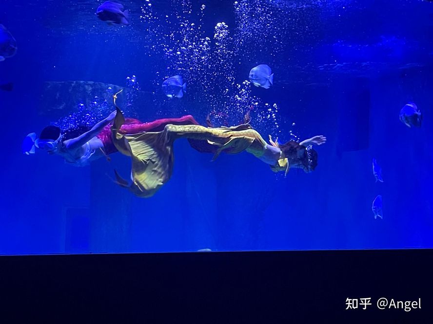 水族館好玩嗎值得去嗎知乎（上海水族館拍照打卡圣地水族館拍照打卡圣地水族館）