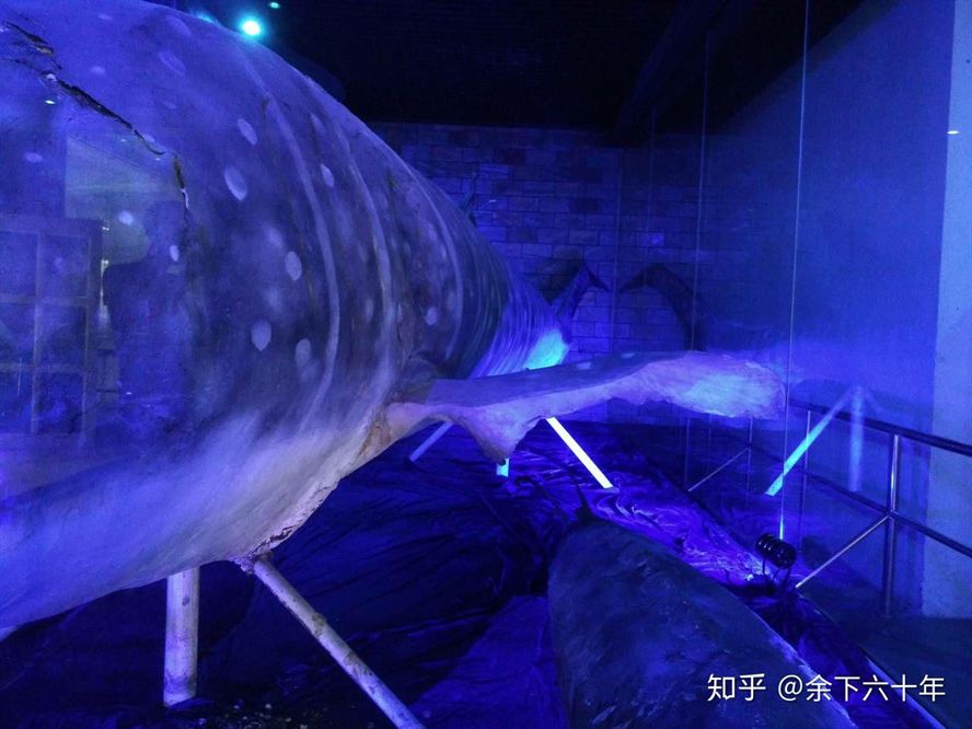 水族館好玩嗎值得去嗎知乎（上海水族館拍照打卡圣地水族館拍照打卡圣地水族館）