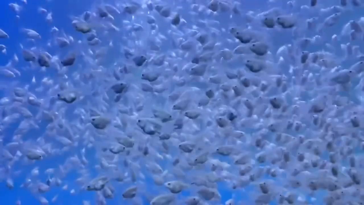 球鋰真的