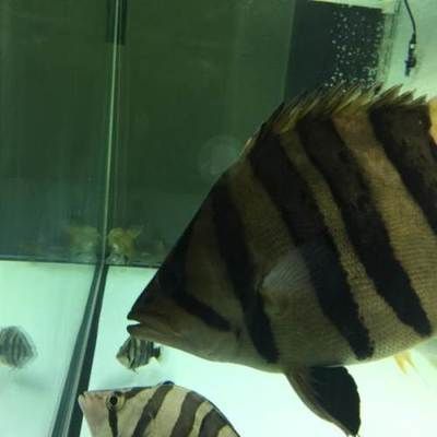 印尼四紋虎魚品相鑒別技巧，印尼四紋虎魚品相的幾個關鍵點：印尼四紋虎魚的紋路