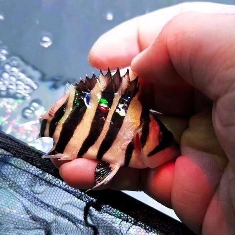 印尼四紋虎魚品相鑒別技巧，印尼四紋虎魚品相的幾個關鍵點：印尼四紋虎魚的紋路