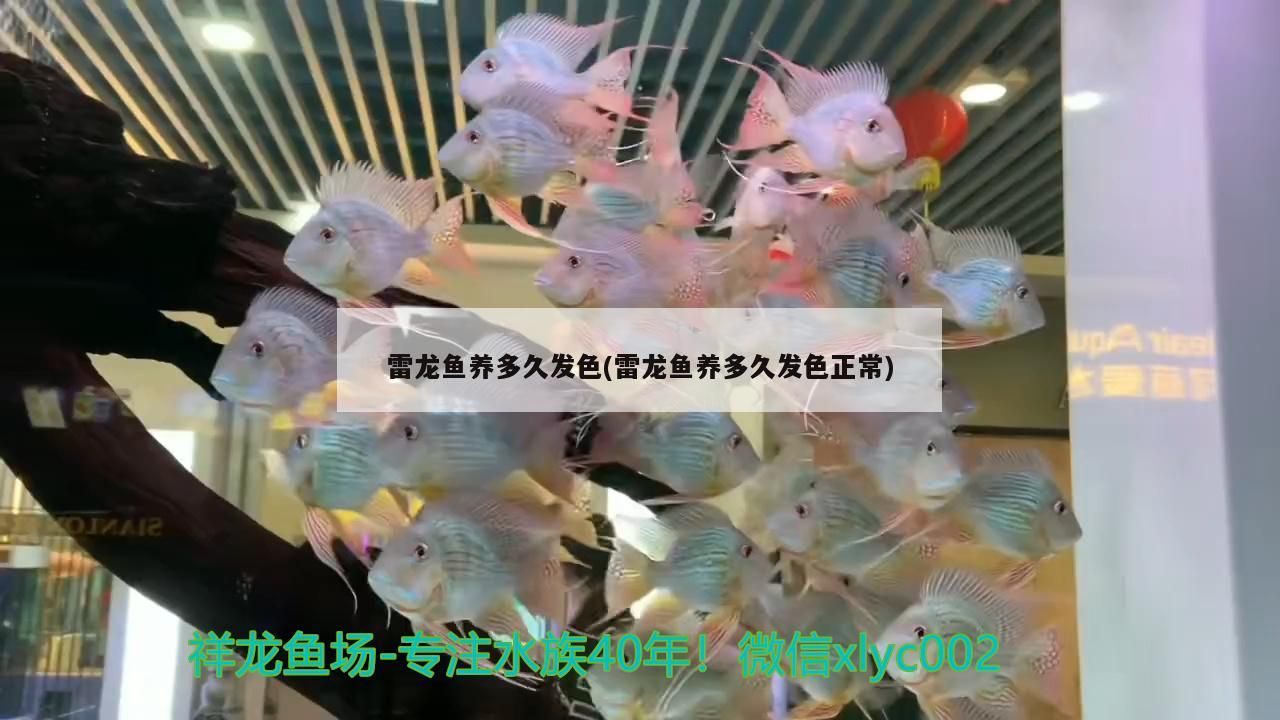 雷龍魚養(yǎng)多久發(fā)色(雷龍魚養(yǎng)多久發(fā)色正常)