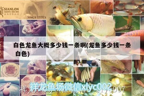 龍魚多少錢一條 白色vs祥龍魚場：白色龍魚和祥龍魚場價格波動，白色金龍魚價格波動，價格波動