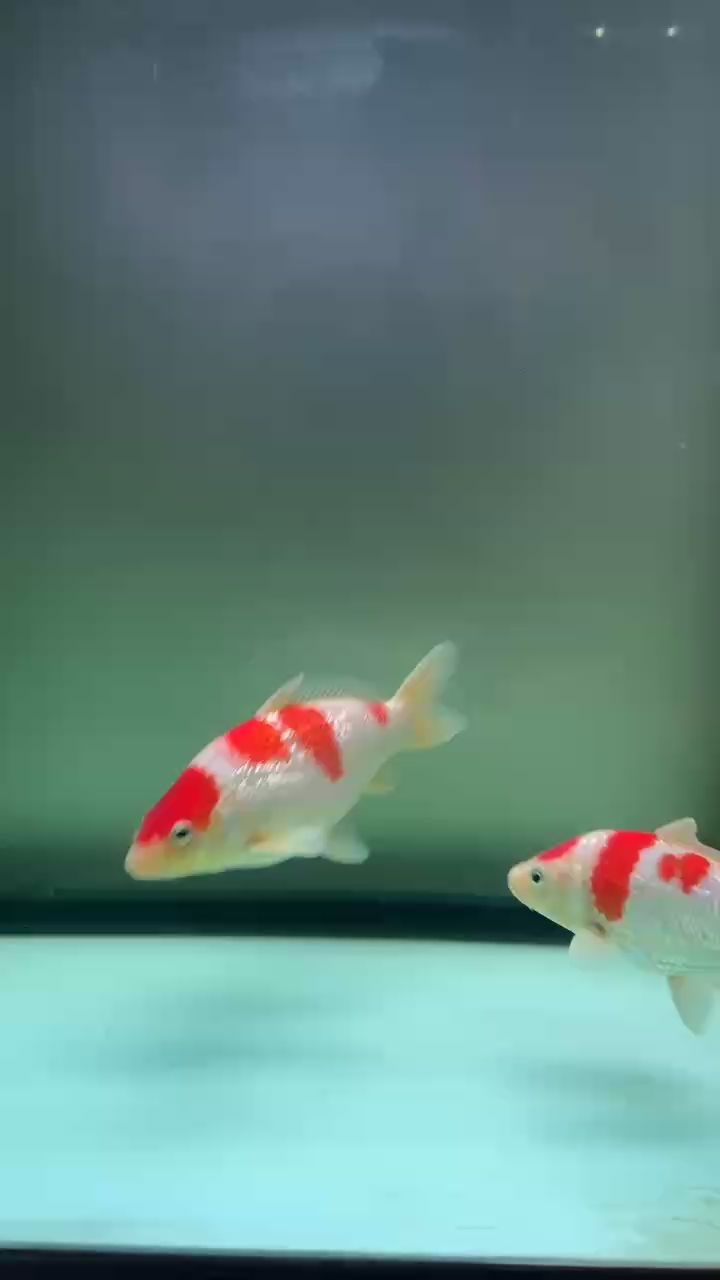 看看長大了沒有