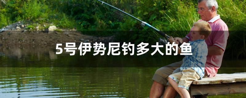 5號伊勢尼釣多大的魚