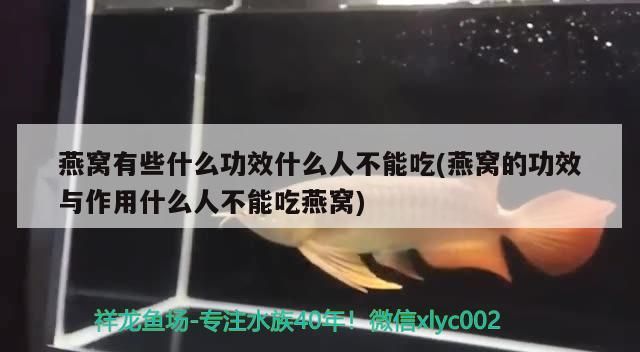 心滿意足喝茶賞魚