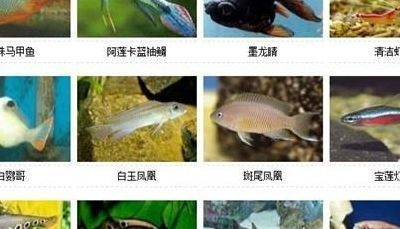 好看的淡水觀賞魚有哪些種類（好看的淡水觀賞魚種類）