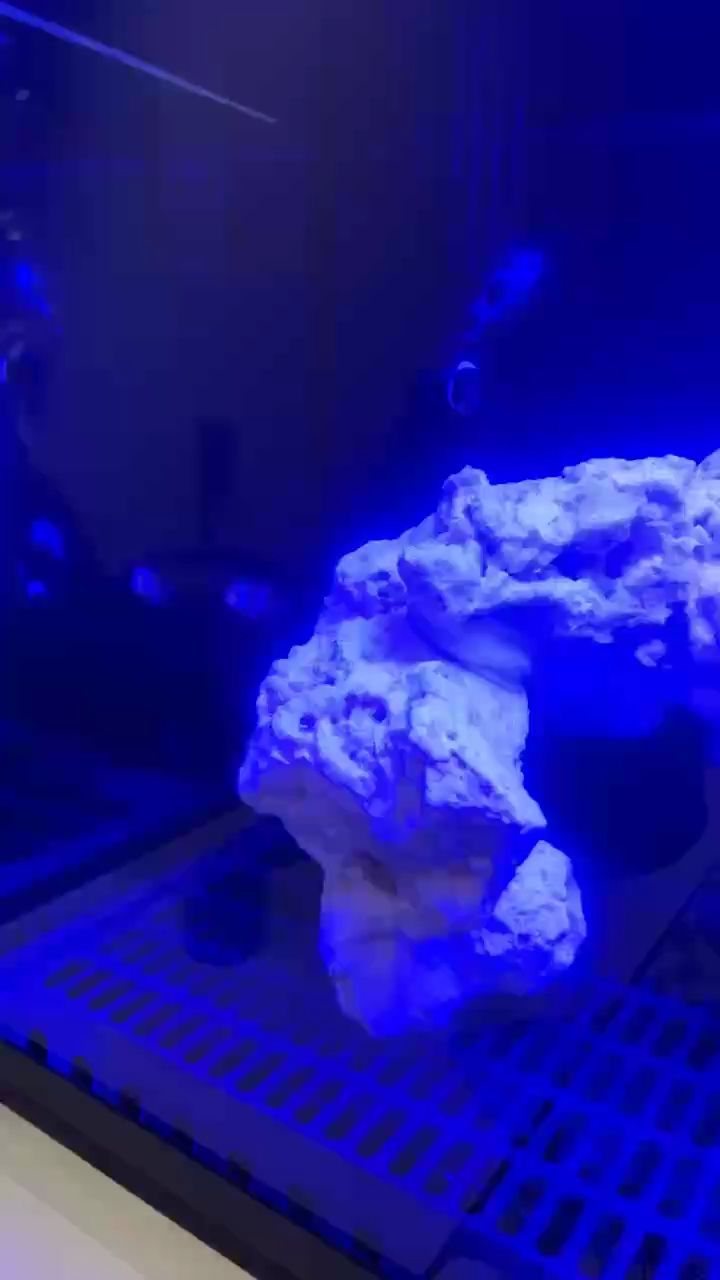 新手養魚，闖缸第三天
