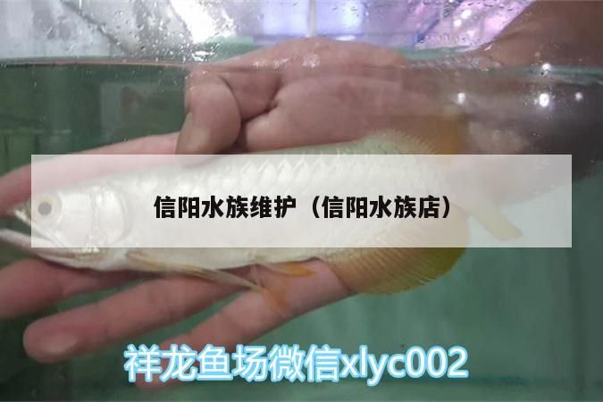 信陽水族維護（信陽水族店）