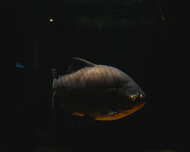虎魚黑背景還是白背景好看：虎魚在黑背景和白背景的魚缸中的表現