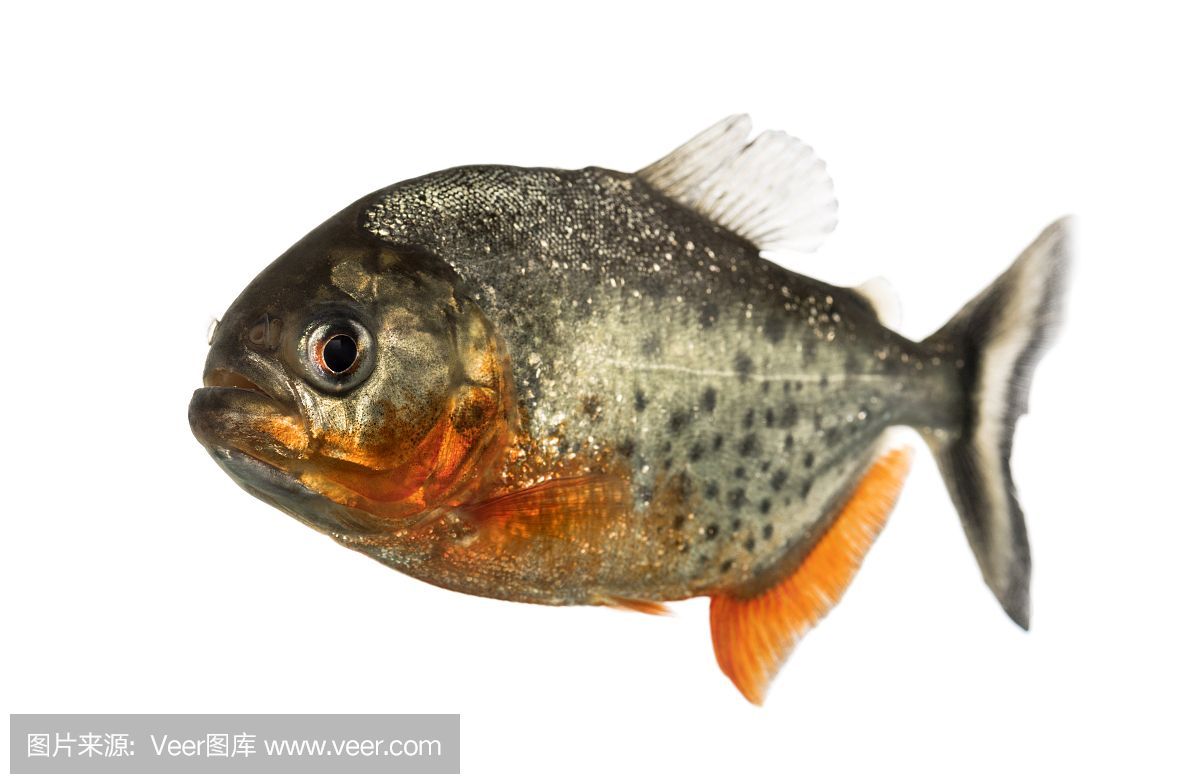 虎魚黑背景還是白背景好看：虎魚在黑背景和白背景的魚缸中的表現