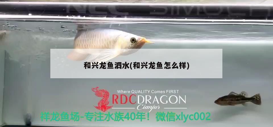 魚缸用增氧泵價格是多少:魚缸增氧機-xtrac增氧機-xtrac增氧機 和興龍魚泗水(和興龍魚怎么樣) 泗水龍魚 和興龍魚泗水(和興龍魚怎么樣) 和興龍魚泗水(和興龍魚怎么樣) 泗水龍魚