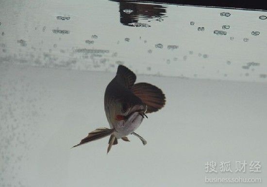 武漢紅龍魚價格：武漢紅龍魚價格受到多種因素影響價格趨勢預測紅龍魚價格趨勢預測