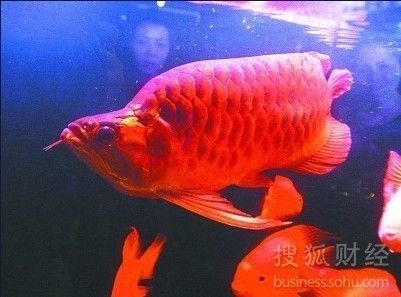 武漢紅龍魚價格：武漢紅龍魚價格受到多種因素影響價格趨勢預(yù)測紅龍魚價格趨勢預(yù)測