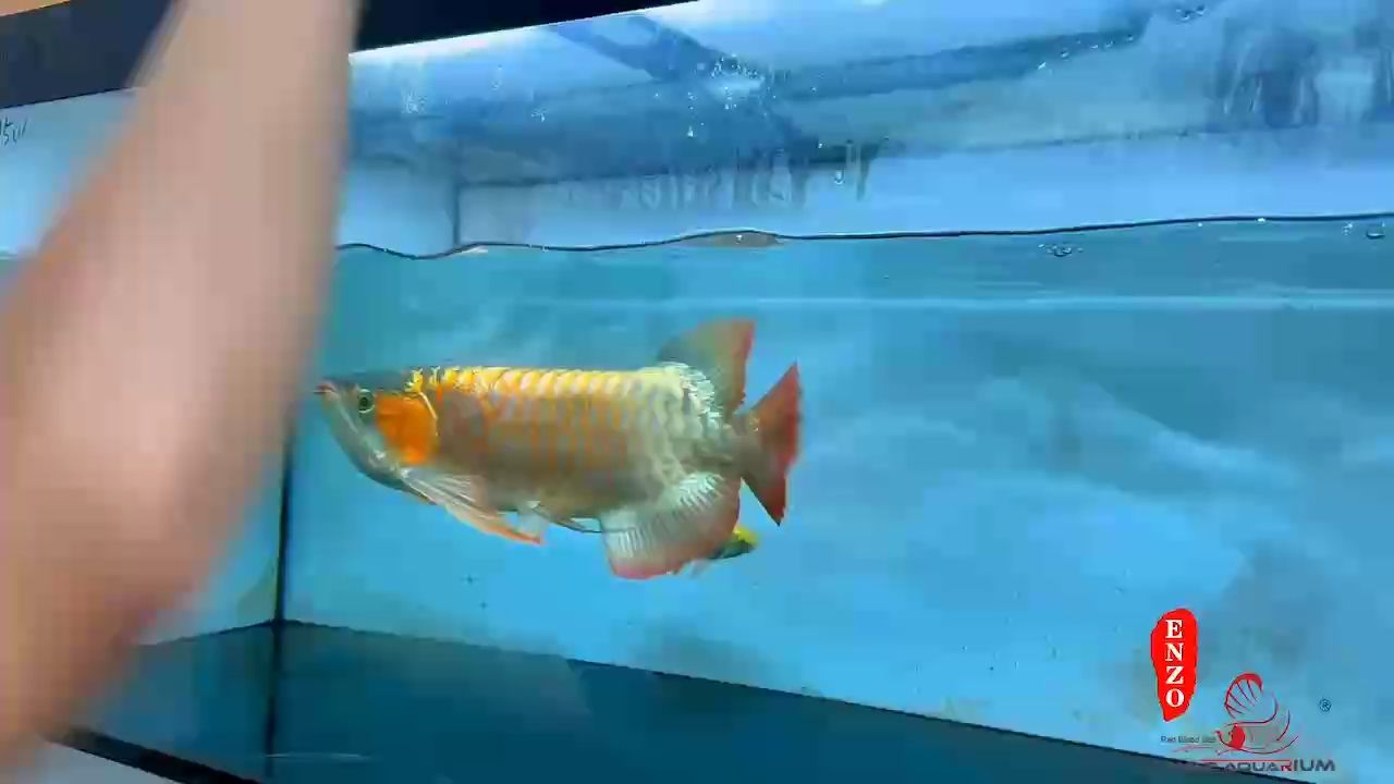 行家比例??