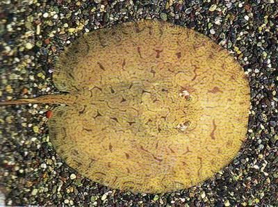 魟魚拉的糞便：魟魚的糞便對于了解其健康狀況和飼養(yǎng)管理具有重要意義