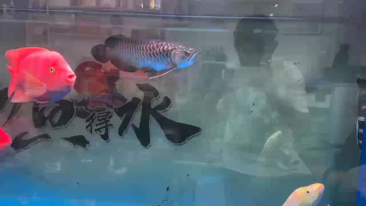 近距離打卡一下、歡迎點評 近距離打卡一下、歡迎點評 龍魚論壇 第1張