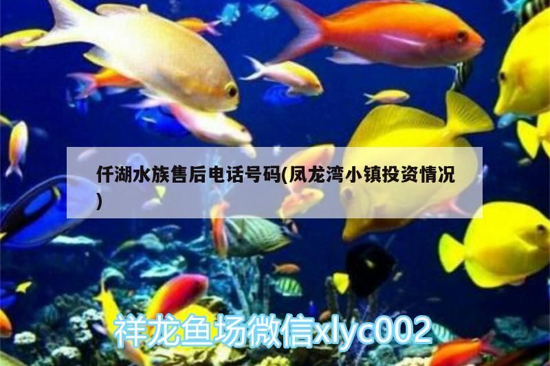 仟湖水族售后電話號碼(鳳龍灣小鎮投資情況)