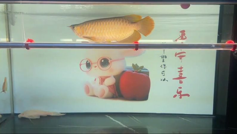 鸚鵡魚和銀龍魚混養(yǎng)怎樣喂食 2700K側燈第一天 龍魚論壇 2700K側燈第一天 2700K側燈第一天 龍魚論壇