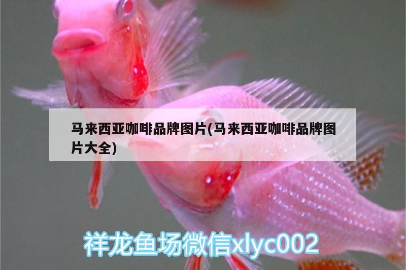 馬來(lái)西亞咖啡品牌圖片(馬來(lái)西亞咖啡品牌圖片大全)
