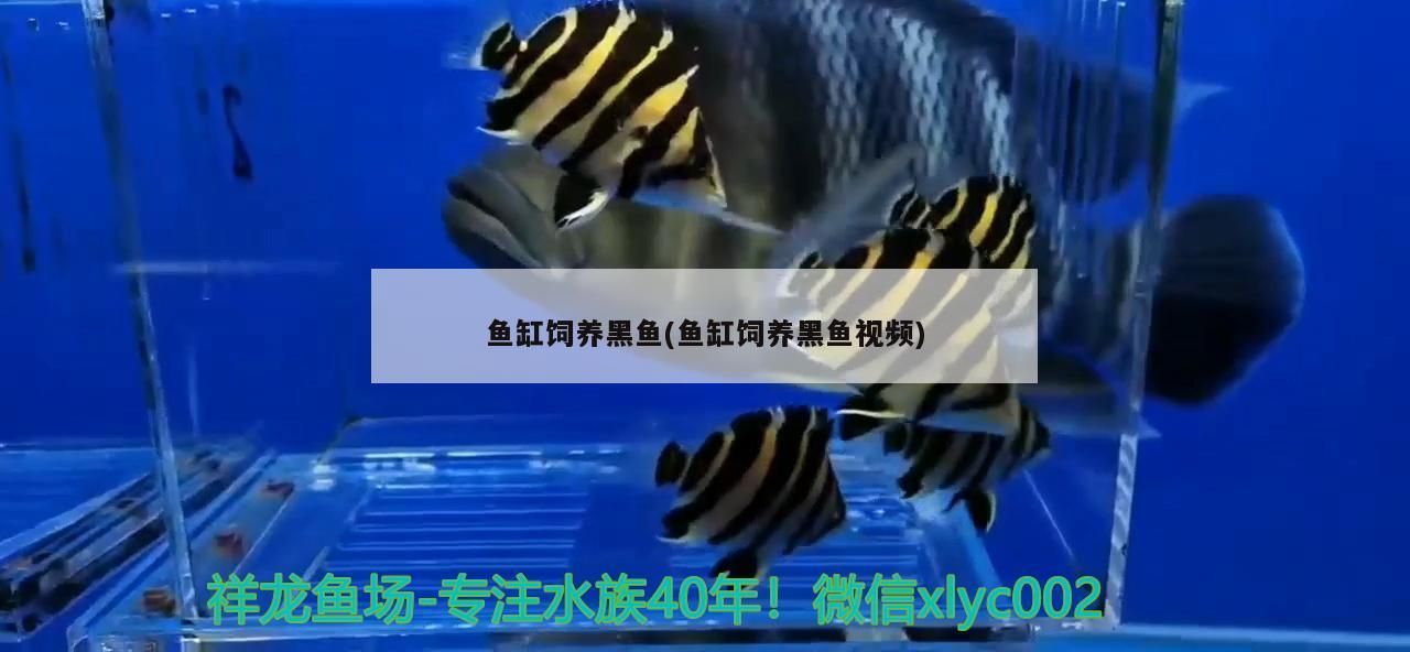 孟吉爾～萬吉池子中培養