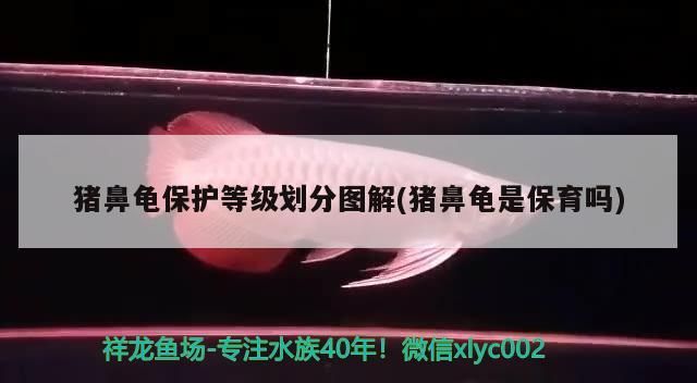 豬鼻龜保護等級劃分圖解(豬鼻龜是保育嗎)