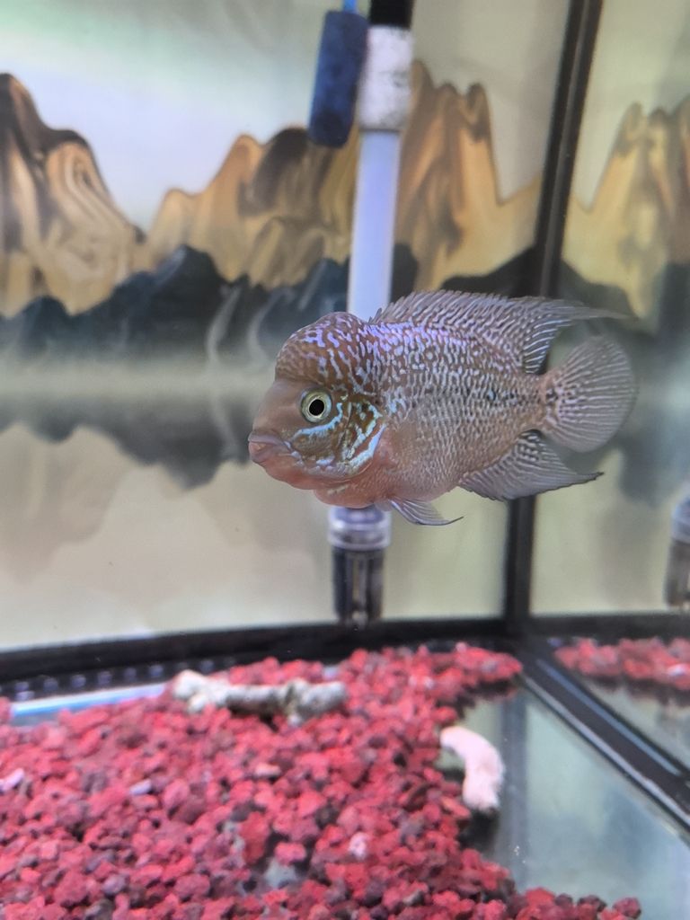 魚缸過濾器選購指南:自制魚缸過濾器魚缸上置過濾器對于養魚愛好者的必備知識 2025 年 2 月 28 日記錄 龍魚論壇 2025 年 2 月 28 日記錄 2025 年 2 月 28 日記錄 龍魚論壇
