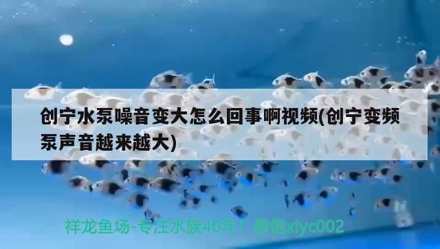 創寧水泵噪音變大怎么回事啊視頻(創寧變頻泵聲音越來越大) 創寧水泵噪音變大怎么回事啊視頻(創寧變頻泵聲音越來越大) 創寧水族