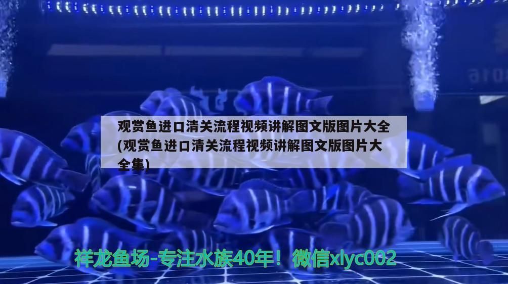 魚缸燈的色溫（ 魚缸燈的色溫多少合適）