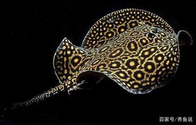 南寧水族館李亞四2金3紅時間到了紅龍開始發色了