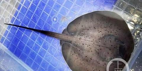 魟魚一般繁殖多少只：魟魚的繁殖數(shù)量