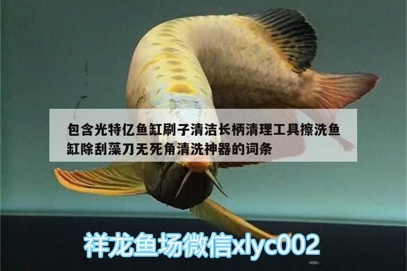 包含光特億魚缸刷子清潔長柄清理工具擦洗魚缸除刮藻刀無死角清洗神器的詞條