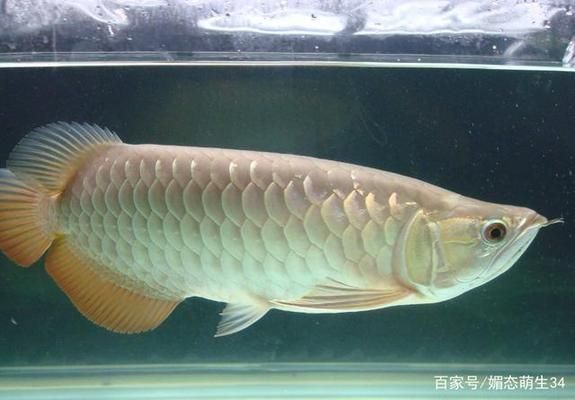 紅龍魚跟銀龍混養(yǎng)好不好養(yǎng)：混養(yǎng)紅龍魚和銀龍魚可行嗎？